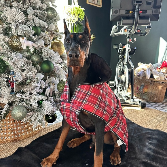 Red Plaid Doberman Pinscher Coat - Picture 3 of 7